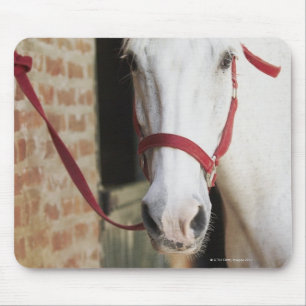 Mousepad Fim-acima de um cavalo 2