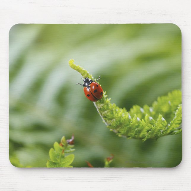 Mousepad Fim-acima de um joaninha em um ramo (Frente)