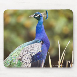 Mousepad Fim-acima de um pavão