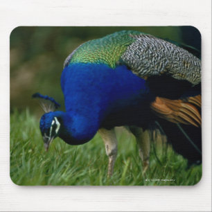 Mousepad Fim-acima de um pavão