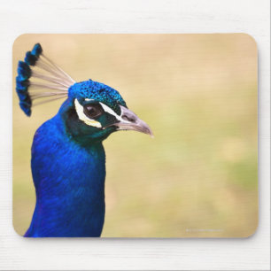 Mousepad Fim-acima de um pavão 2