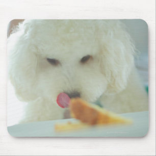 Mousepad Fim-acima de uma caniche diminuta que come a