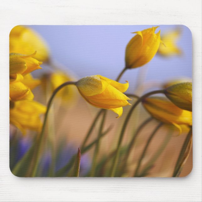 Mousepad Fim-acima dos daffodils (Frente)