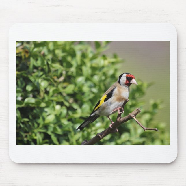 Mousepad FInch (Frente)