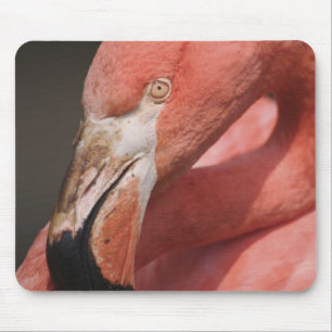 Mousepad Flamingo Chileno, Phoenicopterus chilensis
