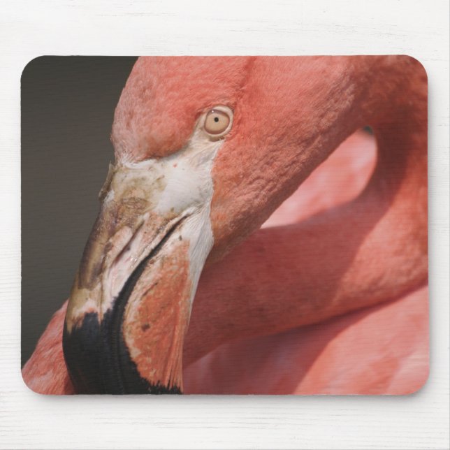 Mousepad Flamingo Chileno, Phoenicopterus chilensis (Frente)