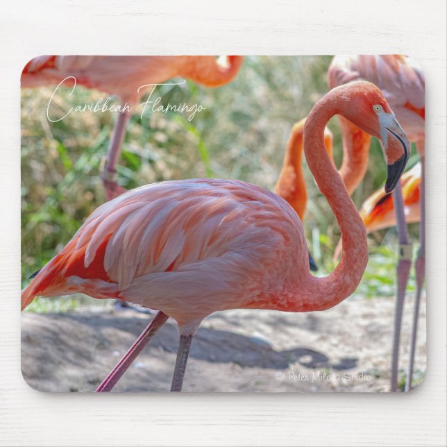 Mousepad Flamingo do Caribe (Frente)