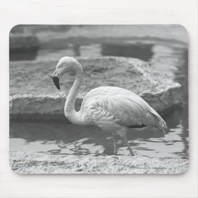 Mousepad Flamingo que vadeia na água B&W (Frente)