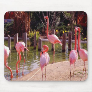 Mousepad Flamingos de Florida