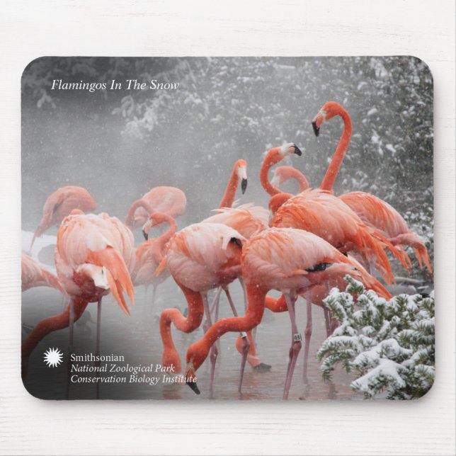 Mousepad Flamingos de Smithsonian | na neve (Frente)