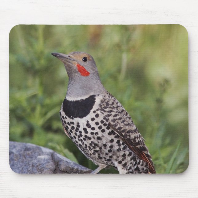 Mousepad Flicker de norte, Colaptes auratus, Fofado Vermelh (Frente)