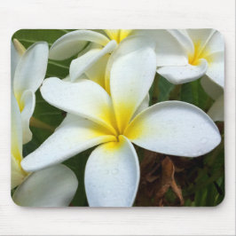 Mousepad Flor branca do Plumeria de Havaí
