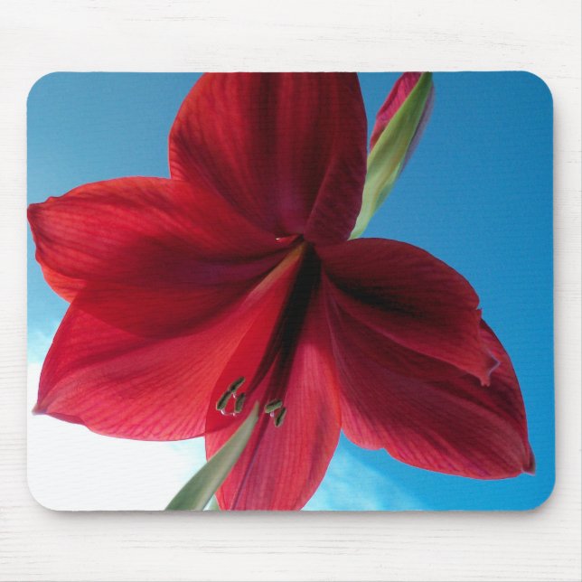 Mousepad Flor de Amarílis vermelha vibrante (Frente)
