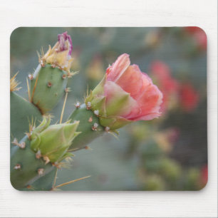 Mousepad Flor de cacto rosa começando a desabrochar