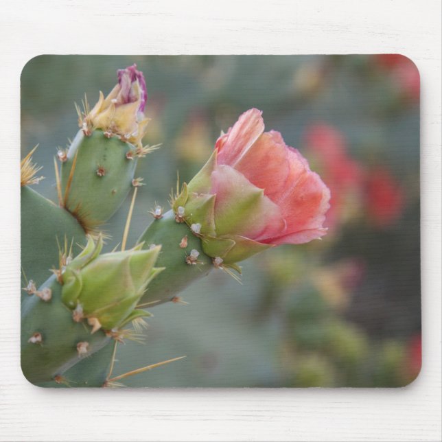 Mousepad Flor de cacto rosa começando a desabrochar (Frente)