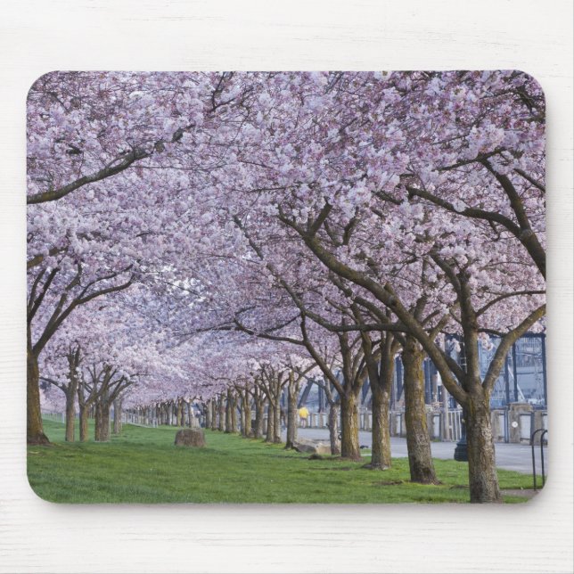 Mousepad Flor de cerejeira ao longo do rio Willamette, EUA (Frente)