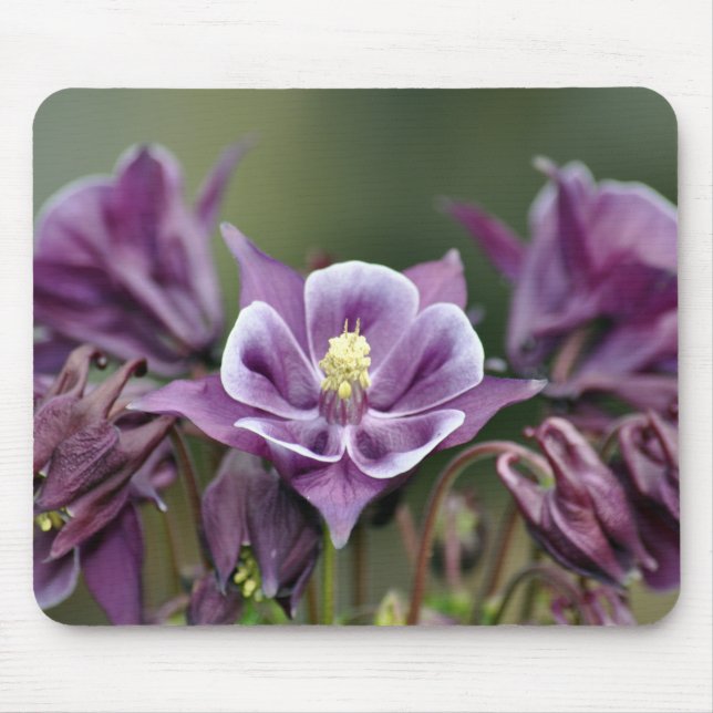 Mousepad Flor de columbina púrpura (Frente)