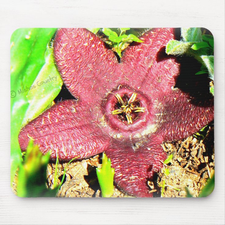 Mousepad Flor de estrela do mar - flor roxa do | Zazzle.com.br
