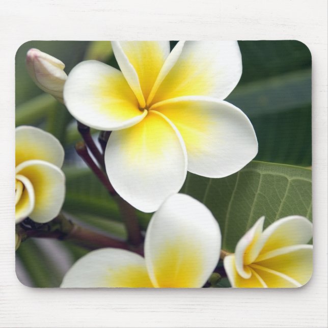 Mousepad Flor de frangipani Ilhas Cook (Frente)