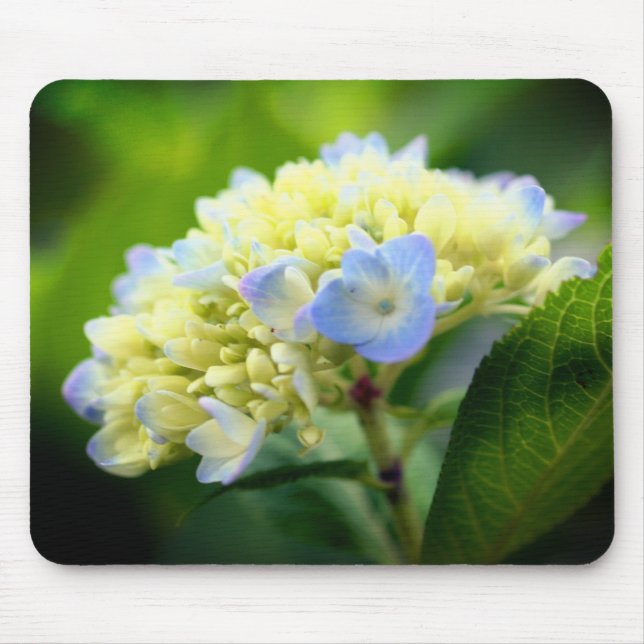 Mousepad Flor de Hidrangea Suave (Frente)