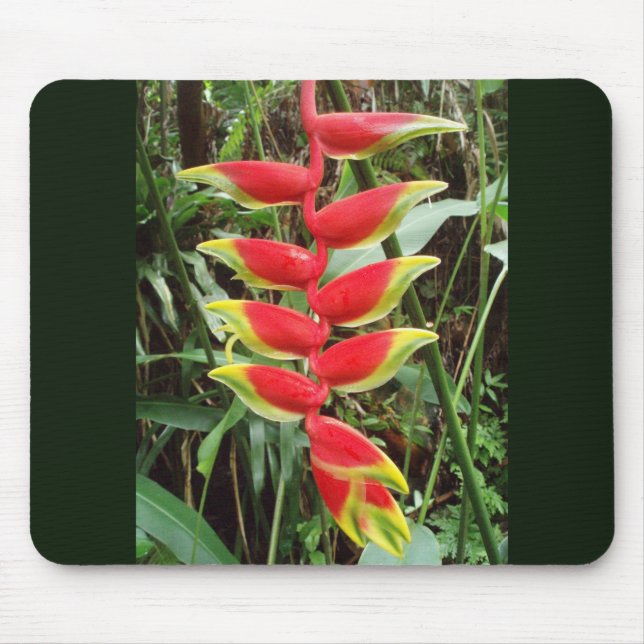 Mousepad Flor de lagosta - Heliconia Rostrata (Frente)