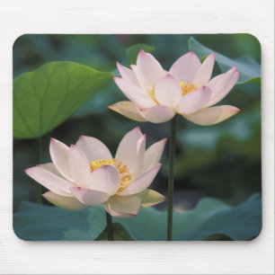 Mousepad Flor de lótus em flor, China