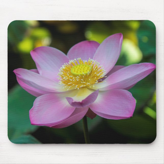 Mousepad Flor de lótus em flor, Indonésia (Frente)