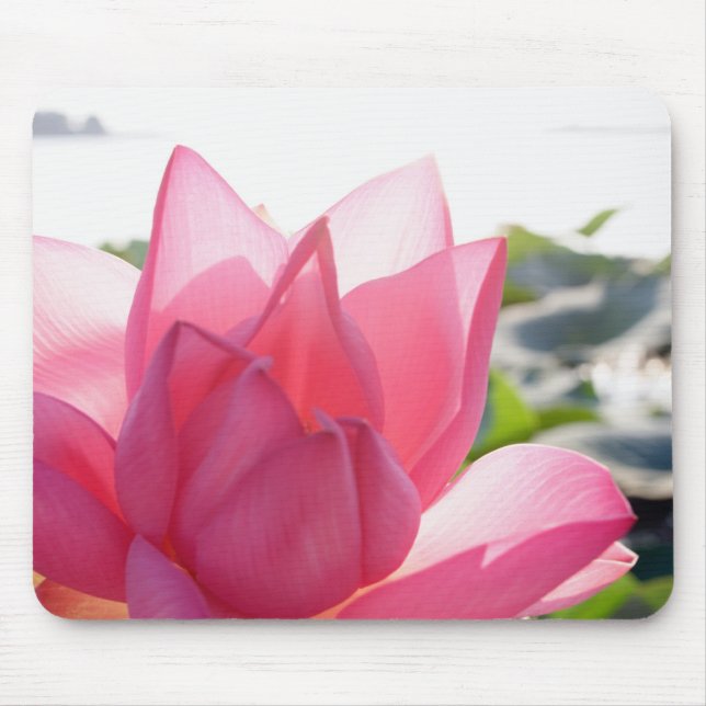 Mousepad flor de lótus [Nelumbo speciosum] em plena (Frente)