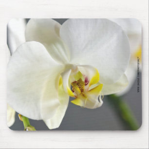 Mousepad Flor de Orquídea Branca