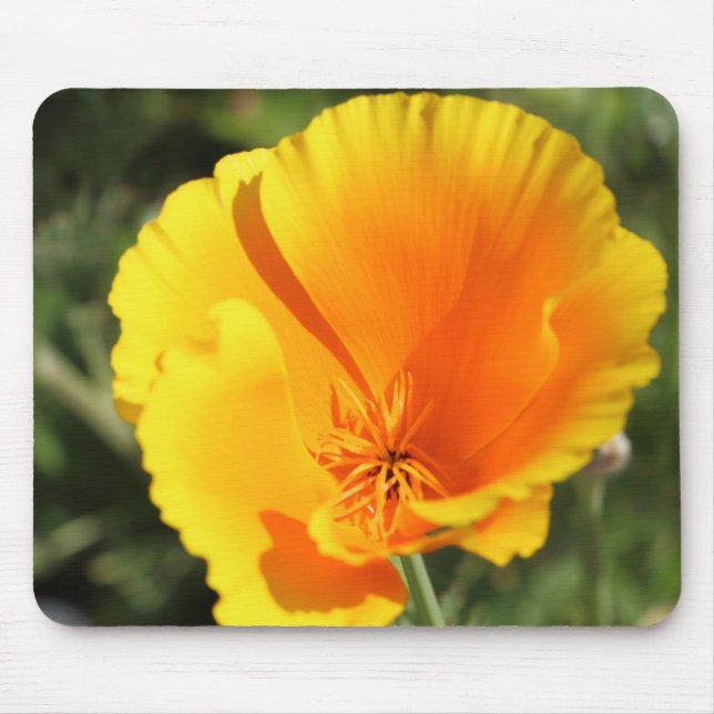 Mousepad Flor de papoila da Califórnia (Frente)