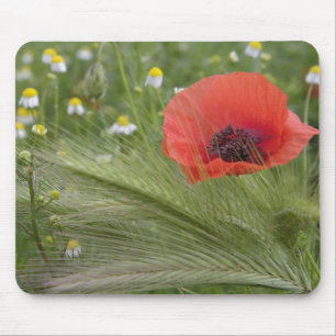 Mousepad Flor de papoula vermelha, Toscana, Itália