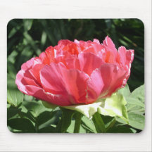 Flor de Peony Rosa