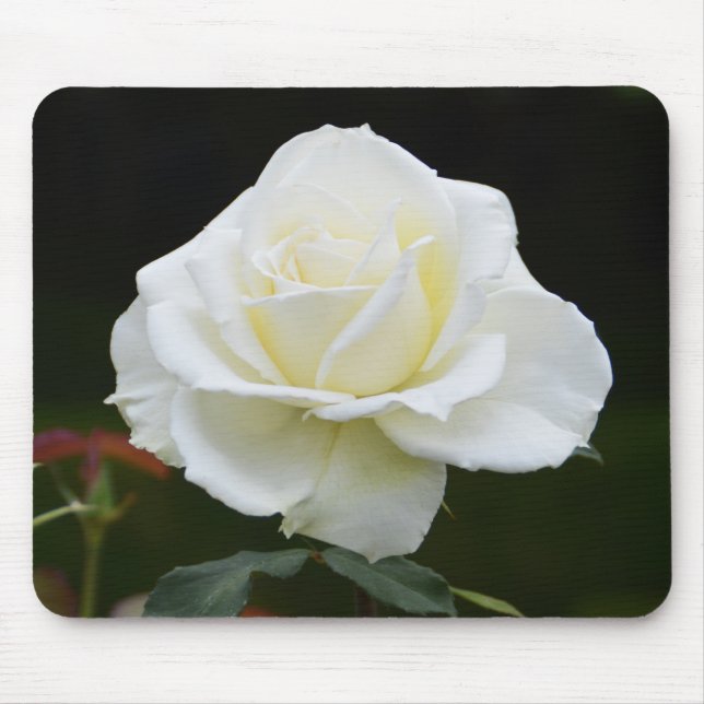 Mousepad Flor de rosa branca (Frente)