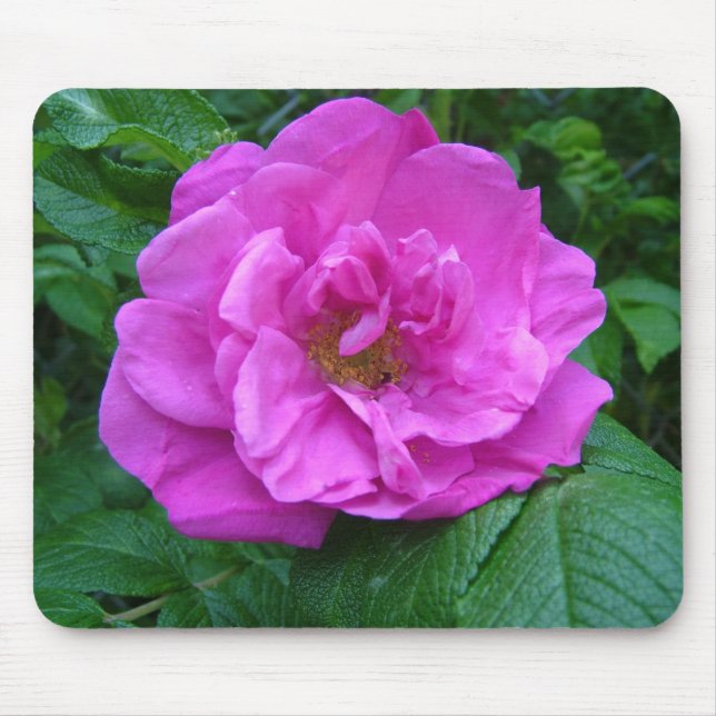 Mousepad flor de rosa cor-de-rosa, roxa (Frente)