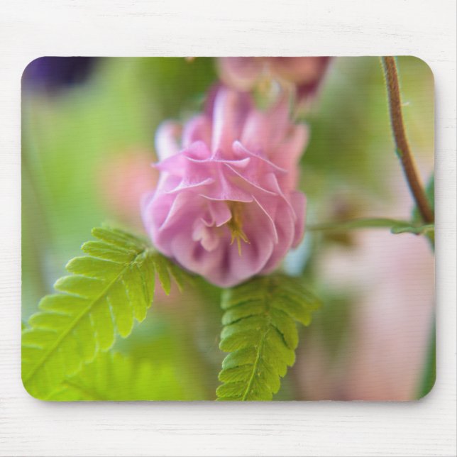 Mousepad Flor de uma Aquilegia (Frente)