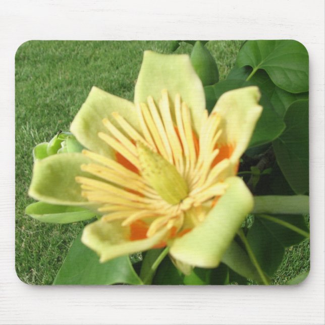 Mousepad Flor do álamo de tulipa (Frente)