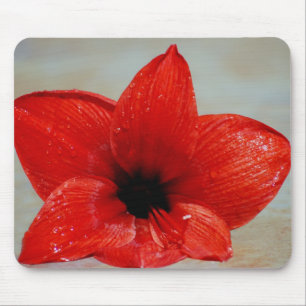 Mousepad Flor do Amaryllis e seu significado