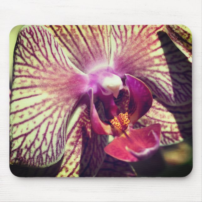 Mousepad Flor do Moth Orchid Fechar (Frente)