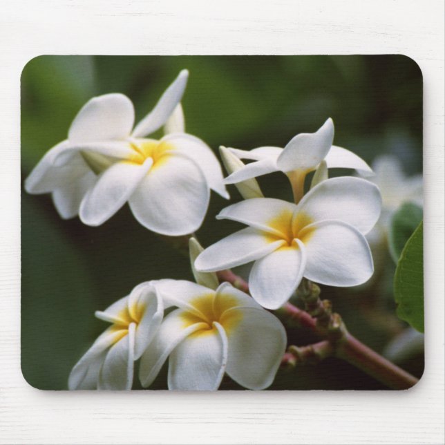Mousepad Flor do Plumeria (Frente)