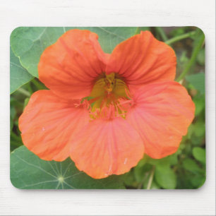 Mousepad Flor Laranja Nasturtium