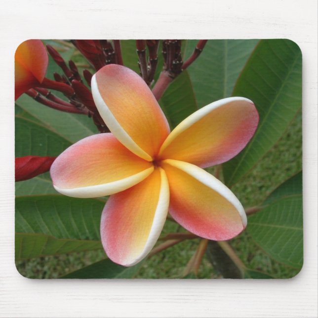 Mousepad Flor Oahu Havaí do Plumeria (Frente)