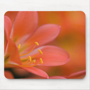 Mousepad Flor Red Clivia bonito