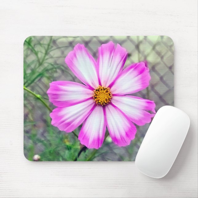 Mousepad Flor rosa e branca do Cosmos (Com mouse)