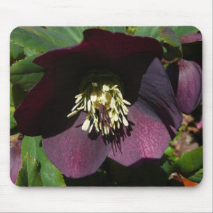 Mousepad Flor roxa da páscoa do rosa quaresmal