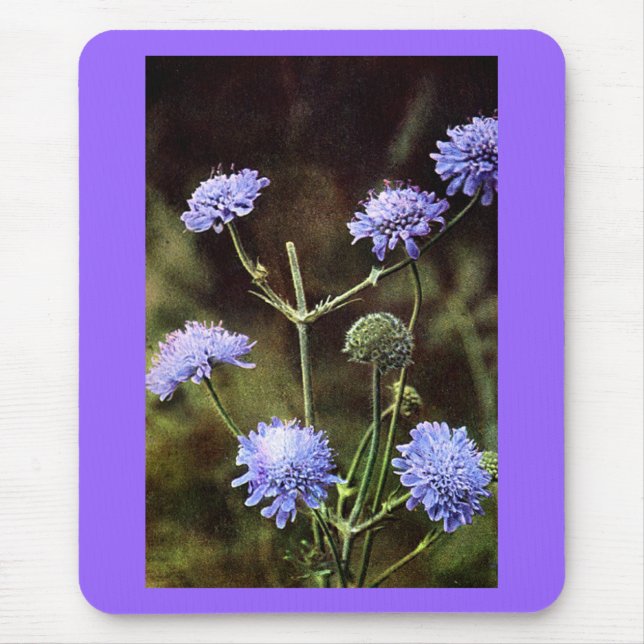 Mousepad Flor Selvagem: Campo Escabioso (Frente)