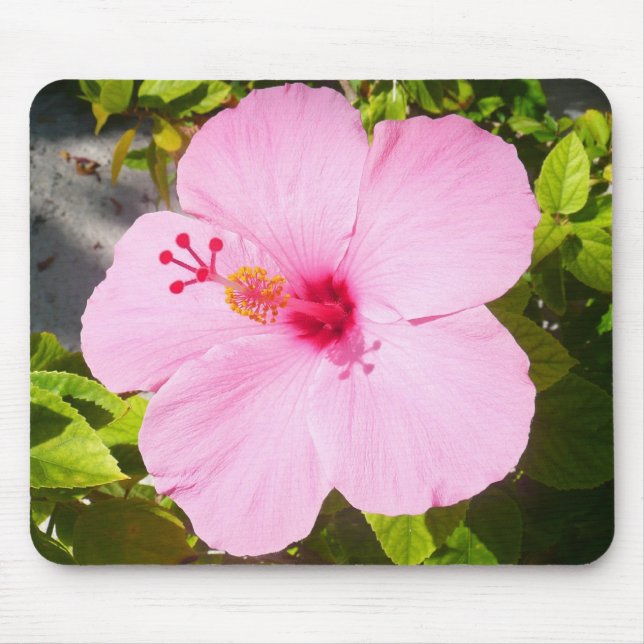 Mousepad Flor Tropical de Hibiscus Rosa (Frente)