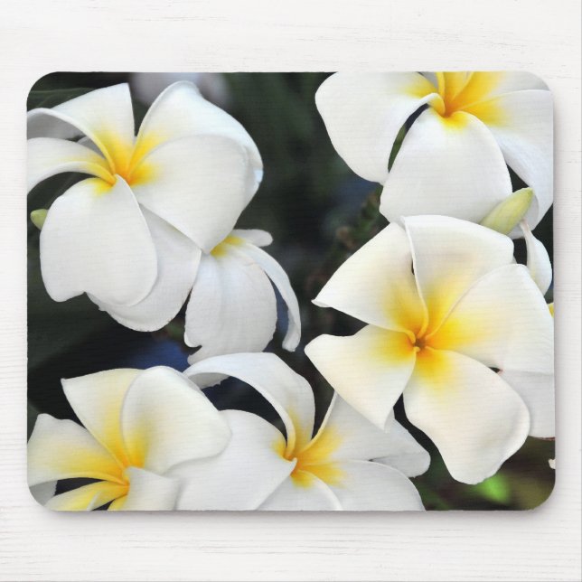 Mousepad Flor tropical do Frangipani do Plumeria (Frente)