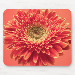 Mousepad Flor vermelha da margarida do Gerbera de Barberton