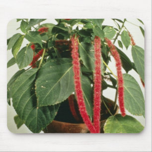 Mousepad Flores alaranjadas da planta do Chenille de