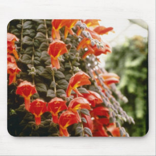 Mousepad Flores alaranjadas da planta do peixe dourado de